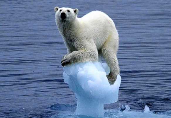 polarbear