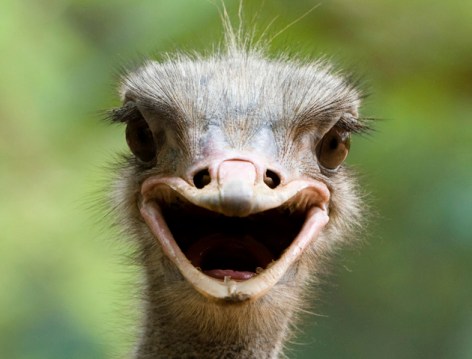 happy ostrich