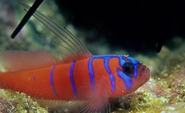 Bluebanded goby
