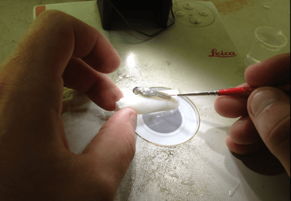 guppy-under-microscope