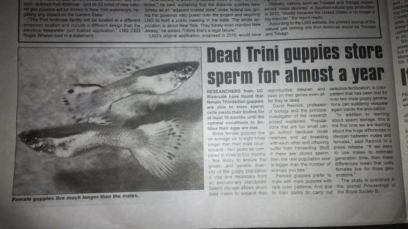 trini-guppy-article