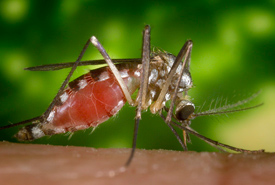 mosquito-photo-via-weather-network-thumb