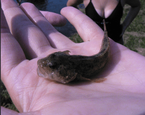 mottled sculpin_flickr