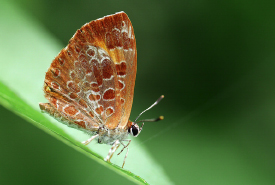 harvester_butterfly