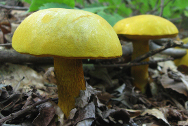 ornate_stalked_bolete
