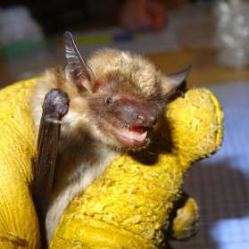 32660848_2048755722050722_4333481839701262336_n(1)