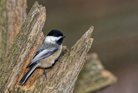 Black-capped-chickadee-Photo-by-Lorne-thumb