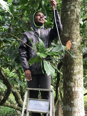 Teressa A_cacao tree